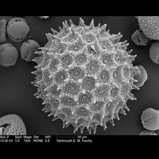  Cell Components:pollen wall Biological process:pollen wall assembly