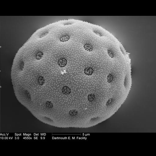  NCBI Organism:Amaranthus; Cell Components:pollen wall Biological process:pollen wall assembly