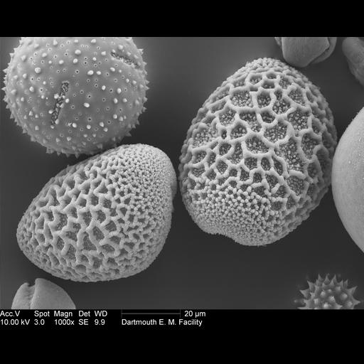  NCBI Organism:Lilium longiflorum; Cell Components:pollen wall Biological process:pollen wall assembly