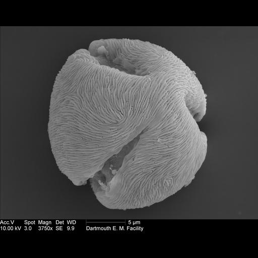  NCBI Organism:Rosa rugosa; Cell Components:pollen wall Biological process:pollen wall assembly