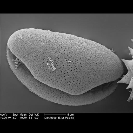  NCBI Organism:Allium; Cell Components:pollen wall Biological process:pollen wall assembly