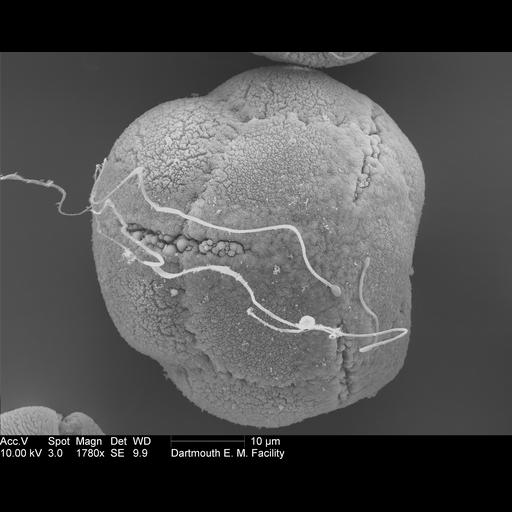  NCBI Organism:Rhododendron; Cell Components:pollen wall Biological process:pollen wall assembly