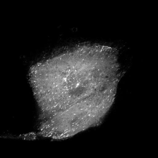  NCBI Organism:Sus scrofa domestica; Cell Types:kidney epithelial cell Cell Components:, microtubule cytoskeleton; Biological process:mitosis, microtubule cytoskeleton organization;