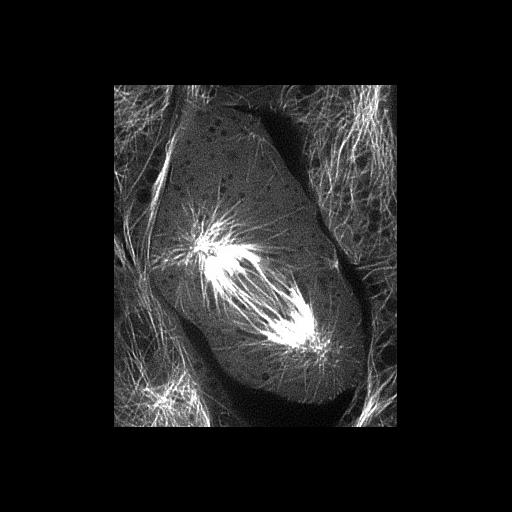  NCBI Organism:Sus scrofa domestica; Cell Types:kidney epithelial cell Cell Components:microtubule cytoskeleton Biological process:mitosis, mitotic metaphase, microtubule cytoskeleton organization;