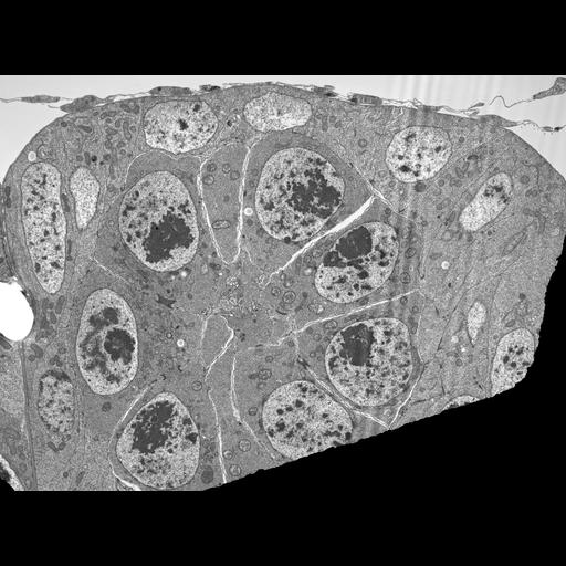  NCBI Organism:Drosophila melanogaster; Cell Components:synaptonemal complex, nucleus; Biological process:synaptonemal complex organization, ;