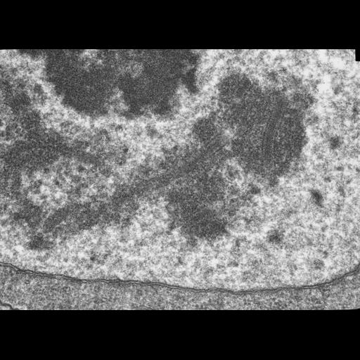  NCBI Organism:Drosophila melanogaster; Cell Components:synaptonemal complex, nucleus; Biological process:synaptonemal complex organization