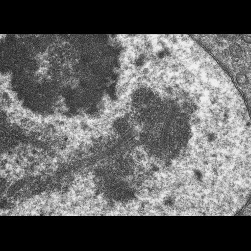  NCBI Organism:Drosophila melanogaster; Cell Components:synaptonemal complex, nucleus; Biological process:synaptonemal complex organization