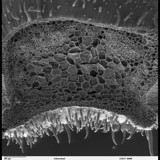  NCBI Organism:Solenostemon scutellarioides;