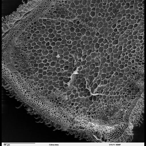  NCBI Organism:Solenostemon scutellarioides;