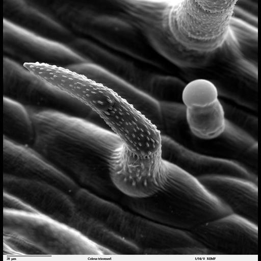  NCBI Organism:Solenostemon scutellarioides; Cell Types:epidermal cell Biological process:epidermis morphogenesis