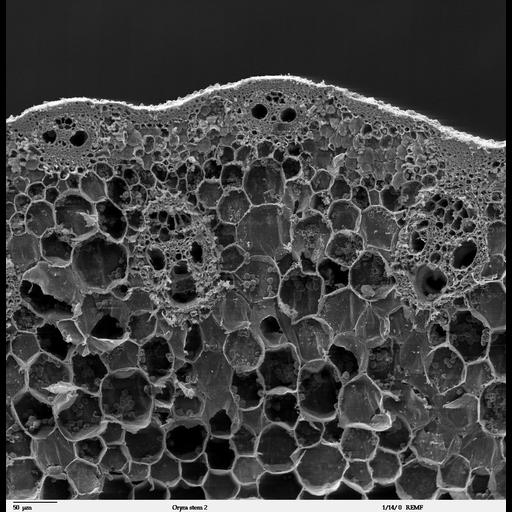  NCBI Organism:Oryza sativa; Cell Components:cell cortex