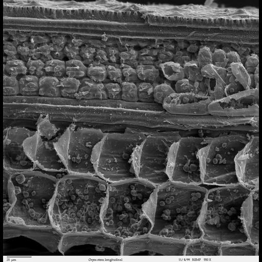  NCBI Organism:Oryza sativa; Cell Components:starch grain, chloroplast, cell wall; Biological process:, chloroplast localization;