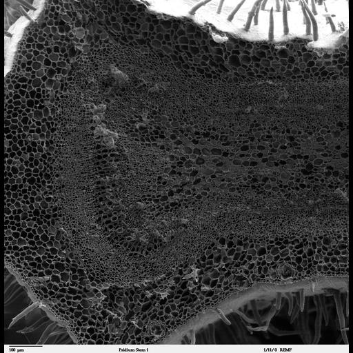  NCBI Organism:Psidium guajava; Cell Components:, ;