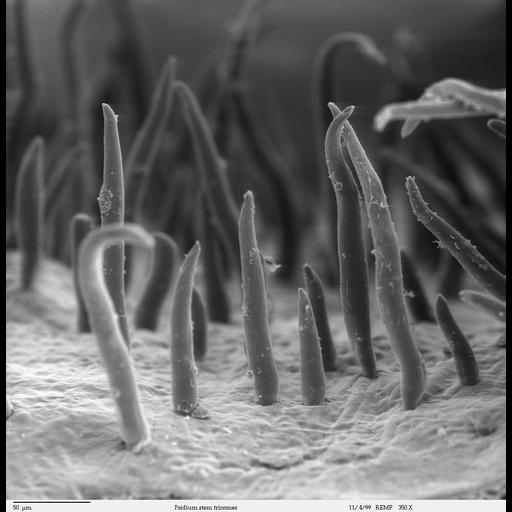  NCBI Organism:Psidium guajava; Cell Types:epidermal cell Biological process:epidermis morphogenesis