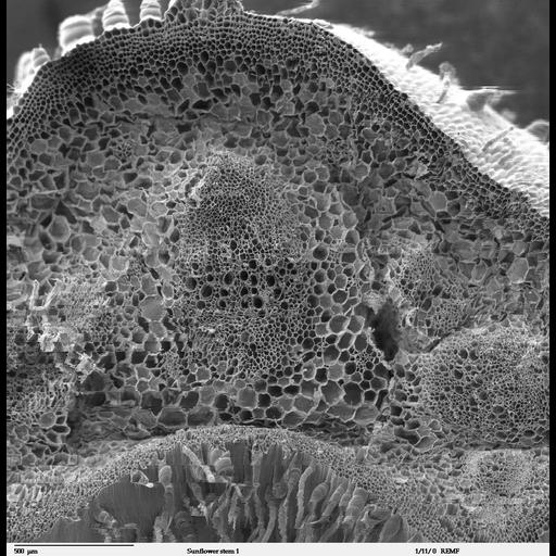  NCBI Organism:Helianthus annuus;