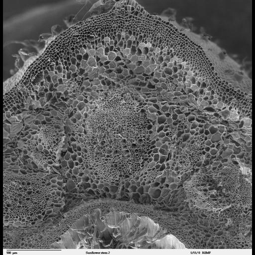  NCBI Organism:Helianthus annuus;