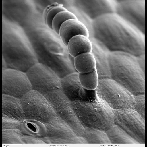  NCBI Organism:Helianthus annuus; Cell Components:, ; Biological process:epidermis morphogenesis, respiratory gaseous exchange;