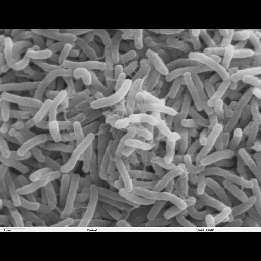  NCBI Organism:Vibrio cholerae; Cell Components:cell surface Biological process:bacterial cell surface binding