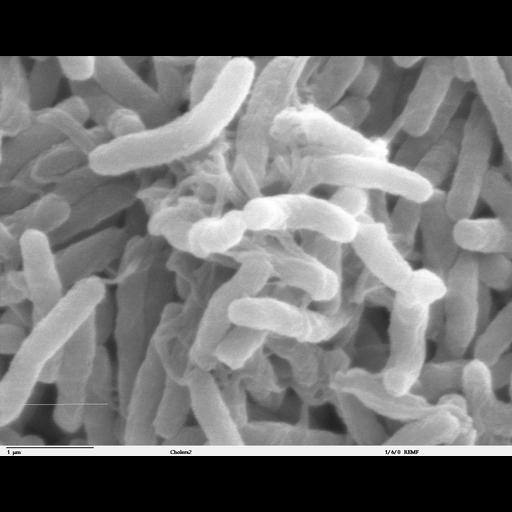  NCBI Organism:Vibrio cholerae; Cell Components:cell surface Biological process:bacterial cell surface binding