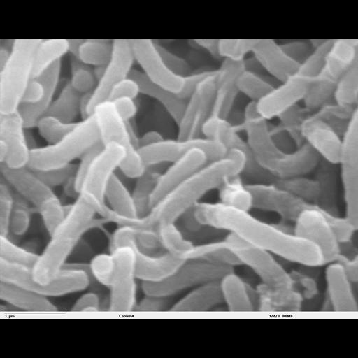  NCBI Organism:Vibrio cholerae; Cell Components:cell surface Biological process:bacterial cell surface binding