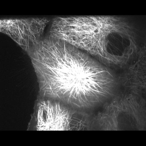  NCBI Organism:Sus scrofa domestica; Cell Types:kidney epithelial cell Cell Components:, microtubule cytoskeleton; Biological process:mitosis, microtubule cytoskeleton organization;