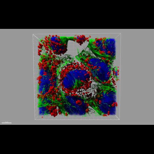  Cell Types:keratinocyte Cell Components:mitochondrion, microtubule, nucleus; Biological process:cytoskeleton organization, cell division;