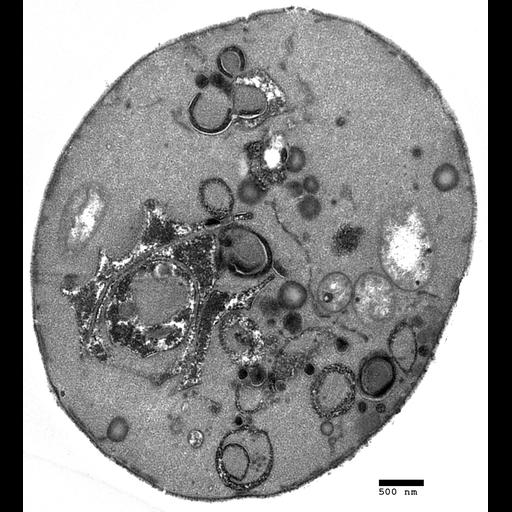  NCBI Organism:Saccharomyces cerevisiae; Cell Components:Golgi apparatus Biological process:organelle organization, ;