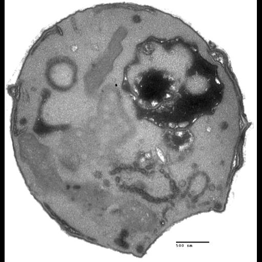  NCBI Organism:Saccharomyces cerevisiae; Cell Components:Golgi apparatus Biological process:organelle organization