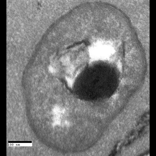  NCBI Organism:Saccharomyces cerevisiae; Cell Components:autophagic vacuole Biological process:organelle organization, ;