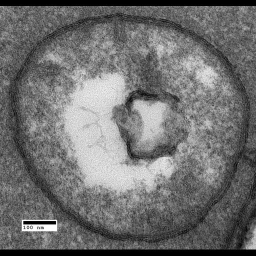  NCBI Organism:Saccharomyces cerevisiae; Cell Components:autophagic vacuole, autophagic vacuole membrane; Biological process:organelle organization, ;