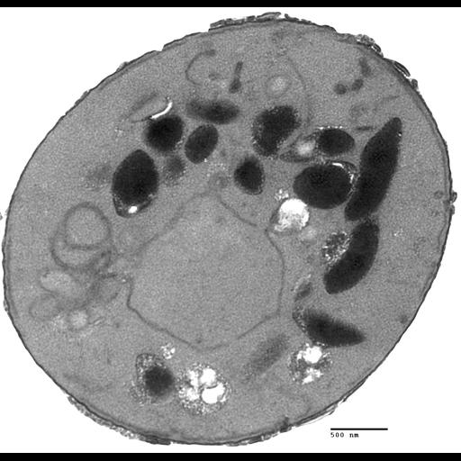  NCBI Organism:Saccharomyces cerevisiae; Cell Components:vacuole Biological process:organelle organization, ;