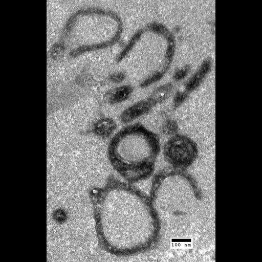  NCBI Organism:Saccharomyces cerevisiae; Cell Components:organelle Biological process:organelle organization, ;