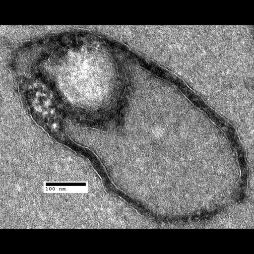  NCBI Organism:Saccharomyces cerevisiae; Cell Components:organelle Biological process:organelle organization, ;