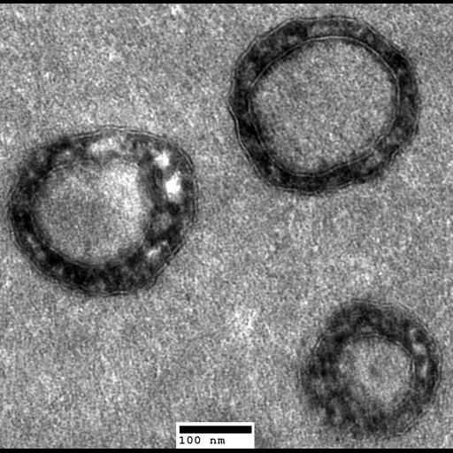  NCBI Organism:Saccharomyces cerevisiae; Cell Components:organelle Biological process:organelle organization, ;