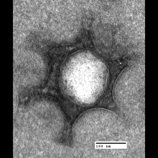  NCBI Organism:Saccharomyces cerevisiae; Cell Components:organelle Biological process:organelle organization, ;