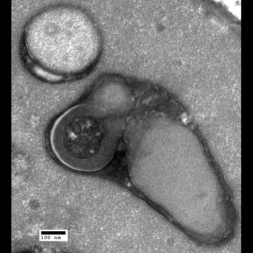  NCBI Organism:Saccharomyces cerevisiae; Cell Components:organelle Biological process:organelle organization, ;