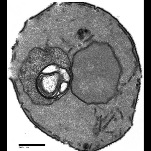  NCBI Organism:Saccharomyces cerevisiae; Cell Components:vacuole, , nucleus; Biological process:organelle organization, ;