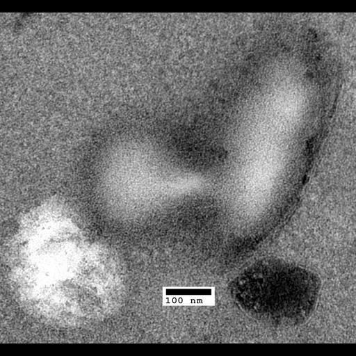  NCBI Organism:Saccharomyces cerevisiae; Cell Components:lipid particle Biological process:organelle organization, membrane fusion, ;