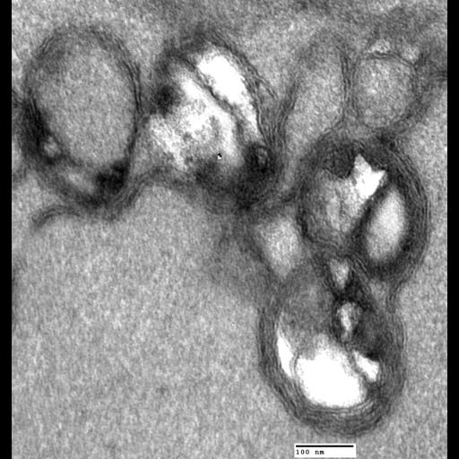  NCBI Organism:Saccharomyces cerevisiae; Cell Components:autophagic vacuole Biological process:organelle organization, ;