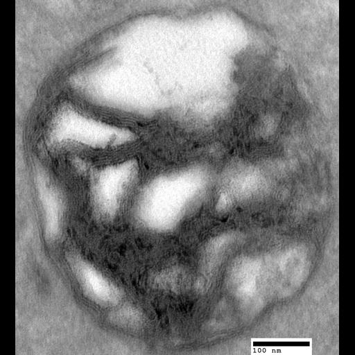  NCBI Organism:Saccharomyces cerevisiae; Cell Components:autophagic vacuole, lysosome; Biological process:organelle organization, ;