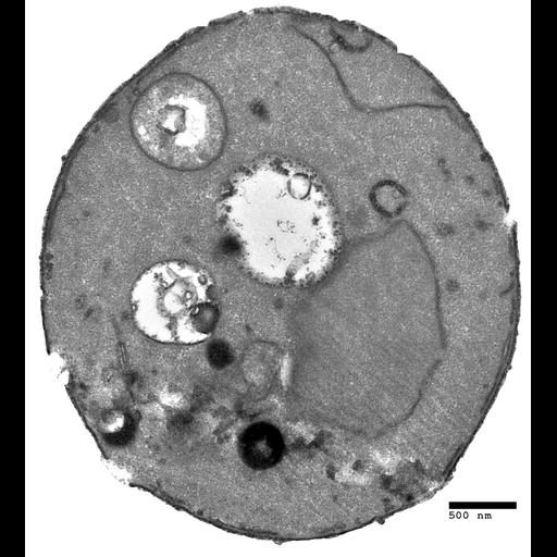  NCBI Organism:Saccharomyces cerevisiae; Cell Components:autophagic vacuole, nucleus; Biological process:organelle organization, ;