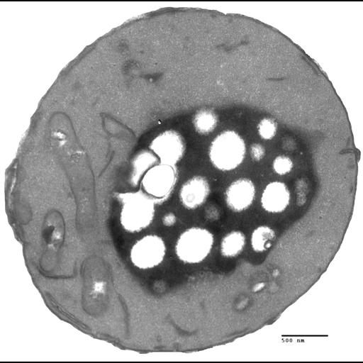  NCBI Organism:Saccharomyces cerevisiae; Cell Components:autophagic vacuole, nucleus; Biological process:organelle organization