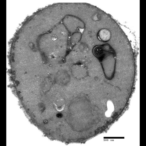  NCBI Organism:Saccharomyces cerevisiae; Cell Components:vacuole, nucleus; Biological process:organelle organization, ;