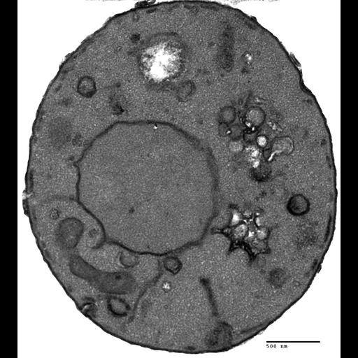  NCBI Organism:Saccharomyces cerevisiae; Cell Components:vacuole, nucleus; Biological process:organelle organization