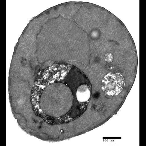  NCBI Organism:Saccharomyces cerevisiae; Cell Components:vacuole, nucleus; Biological process:organelle organization, , ;