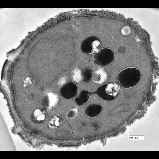  NCBI Organism:Saccharomyces cerevisiae; Cell Components:vacuole, nucleus; Biological process:organelle organization, ;