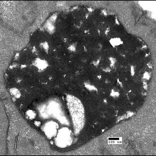  NCBI Organism:Saccharomyces cerevisiae; Cell Components:vacuole Biological process:organelle organization, ;