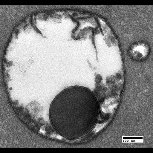  NCBI Organism:Saccharomyces cerevisiae; Cell Components:vacuole Biological process:organelle organization, ;