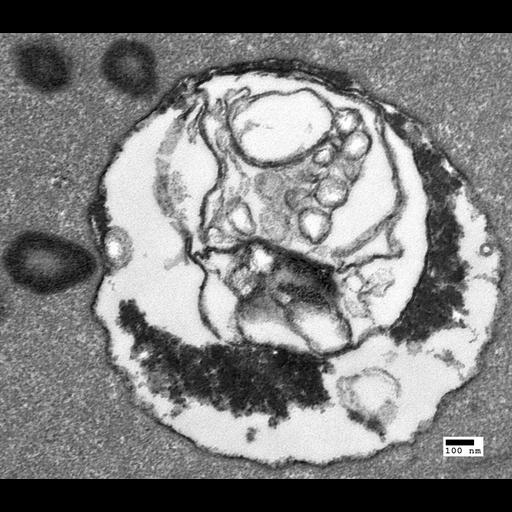  NCBI Organism:Saccharomyces cerevisiae; Biological process:organelle organization, ;