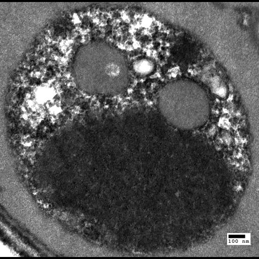  NCBI Organism:Saccharomyces cerevisiae; Cell Components:autophagic vacuole Biological process:organelle organization, ;